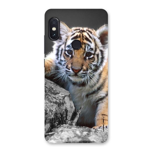 Animal Beauty Back Case for Redmi Note 5 Pro