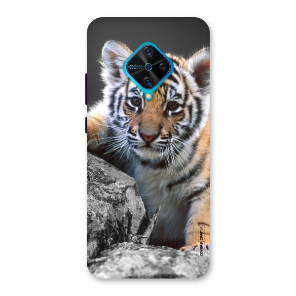 Animal Beauty Back Case for Vivo S1 Pro