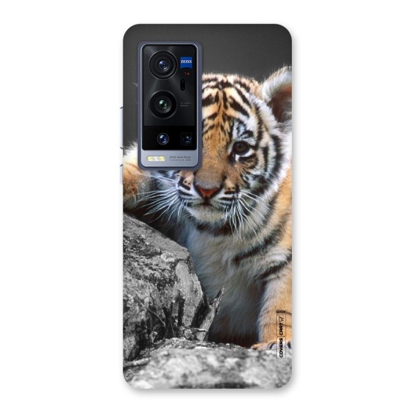 Animal Beauty Back Case for Vivo X60 Pro Plus