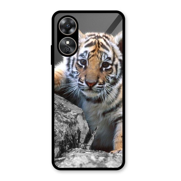 Animal Beauty Glass Back Case for Oppo A17