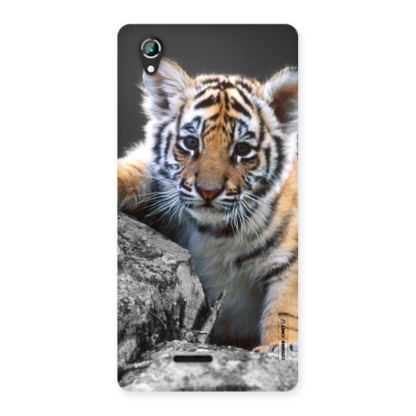 Animal Beauty Back Case for Lava Iris 800