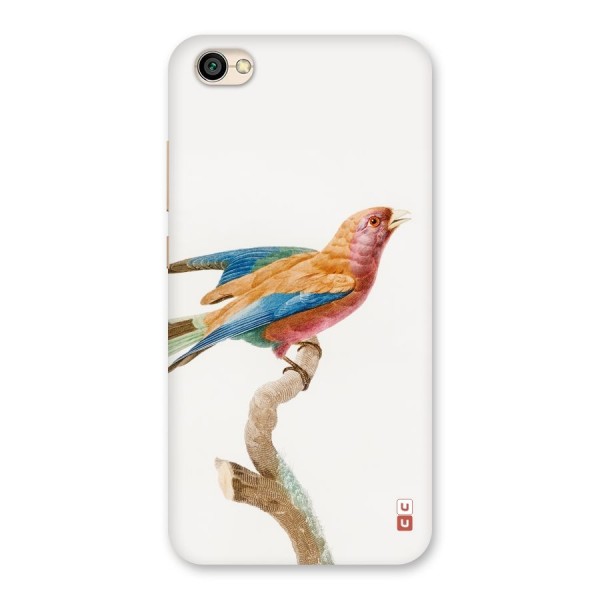 Beautiful Bird Back Case for Redmi Y1 Lite