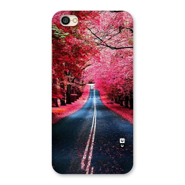 Beautiful Red Trees Back Case for Redmi Y1 Lite