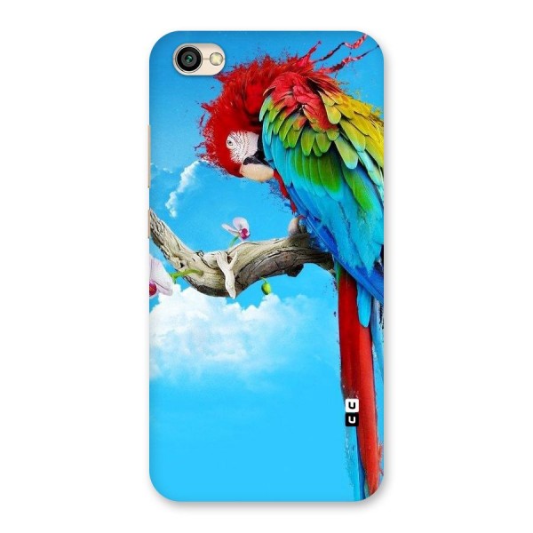 Sky Parrot Back Case for Redmi Y1 Lite