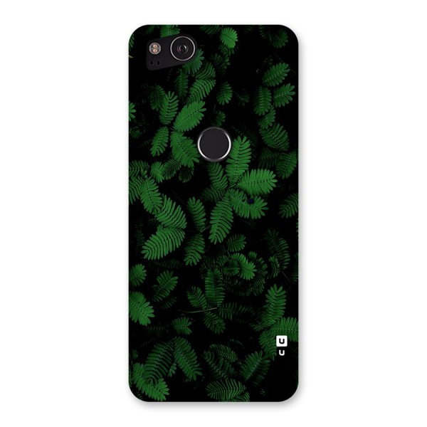 Beautiful Touch Me Not Back Case for Google Pixel 2