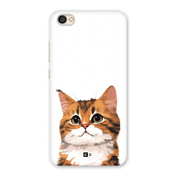 The Cute Cat Back Case for Redmi Y1 Lite