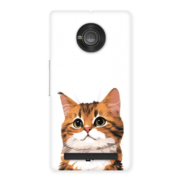 The Cute Cat Back Case for Yuphoria