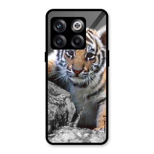 Animal Beauty Glass Back Case for OnePlus 10T