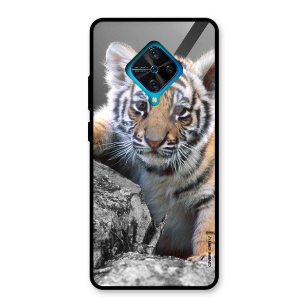 Animal Beauty Glass Back Case for Vivo S1 Pro