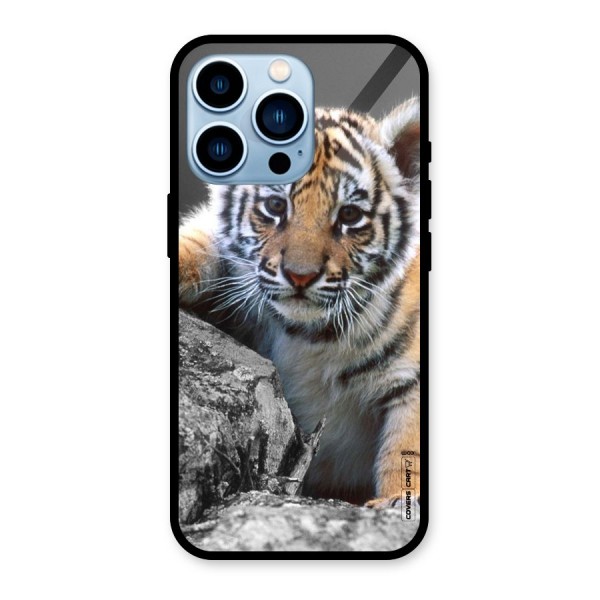 Animal Beauty Glass Back Case for iPhone 13 Pro