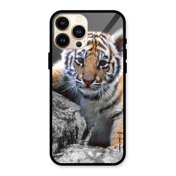 Animal Beauty Glass Back Case for iPhone 13 Pro Max